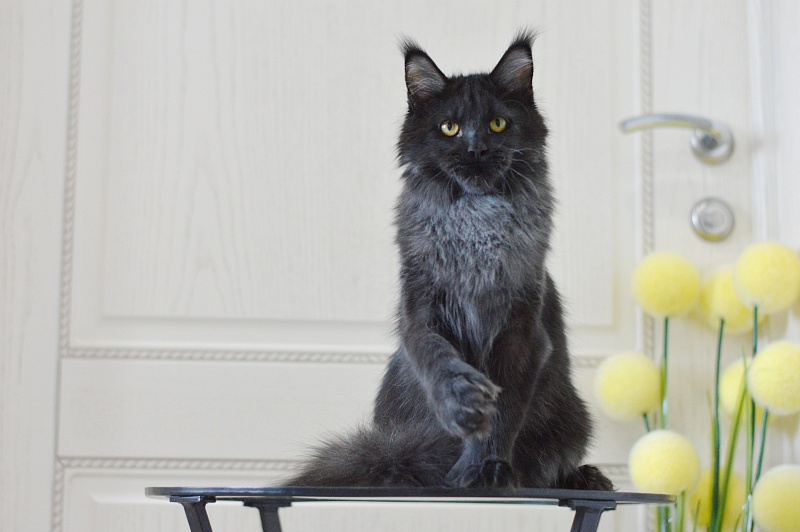 Vulcan Akbars (polydactyl) 56/66 - Kitten maine-coon 5 months 4 weeks