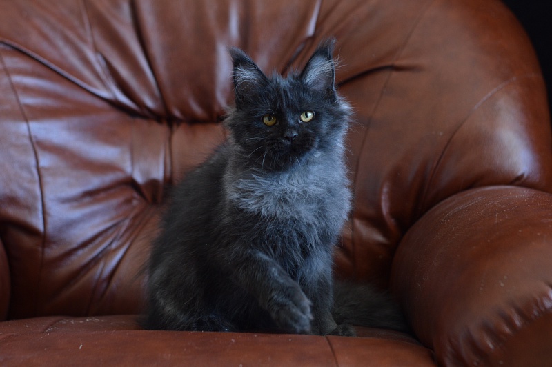 Vulcan Akbars (polydactyl) 56/66 - Kitten maine-coon 4.5 months