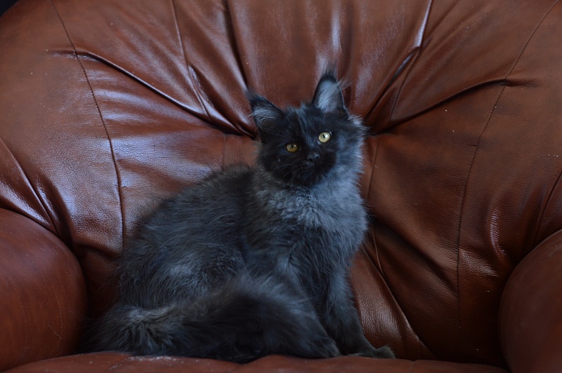 Vulcan Akbars (polydactyl) 56/66 - Kitten maine-coon 4.5 months