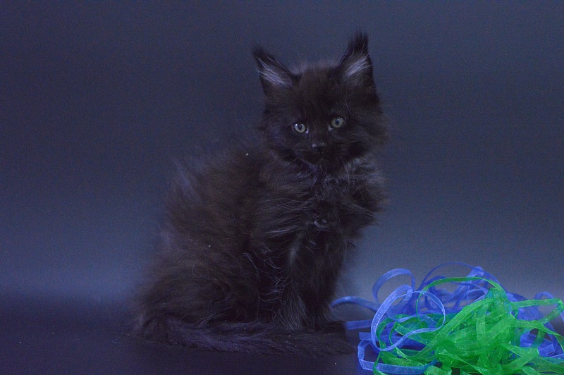 Vulcan Akbars (polydactyl) 56/66 - Kitten maine-coon 1 month 4 weeks