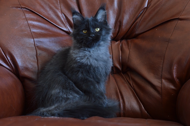 Vulcan Akbars (polydactyl) 56/66 - Kitten maine-coon 4.5 months