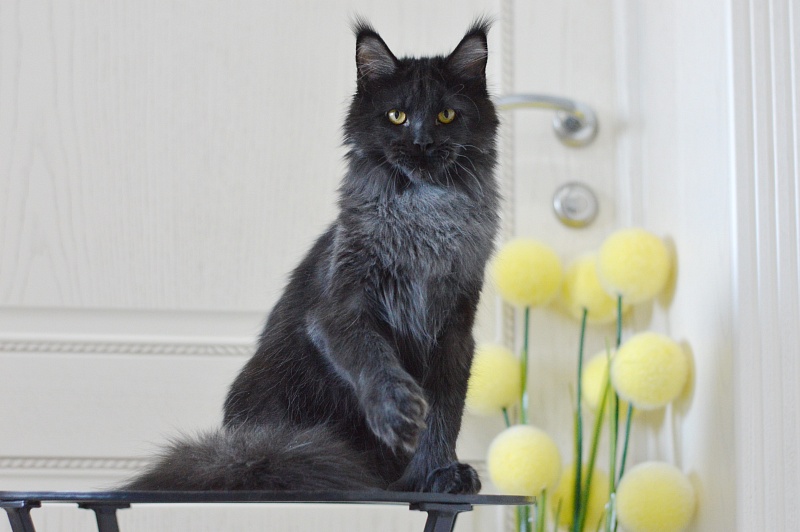 Vulcan Akbars (polydactyl) 56/66 - Kitten maine-coon 5 months 4 weeks