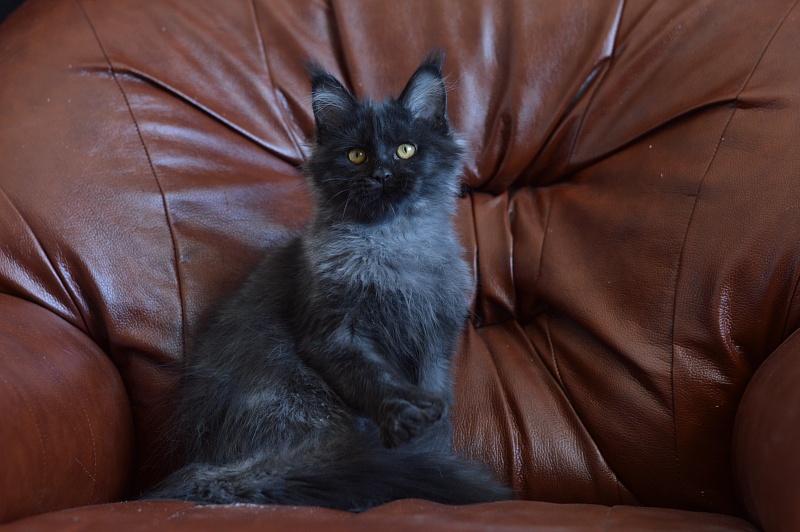 Vulcan Akbars (polydactyl) 56/66 - Kitten maine-coon 4.5 months