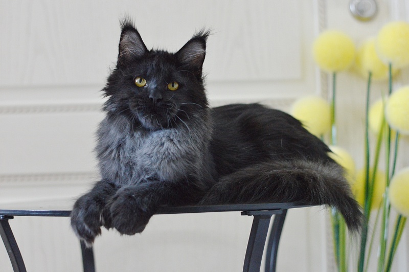 Vulcan Akbars (polydactyl) 56/66 - Kitten maine-coon 5 months 4 weeks