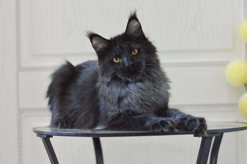 Vulcan Akbars (polydactyl) 56/66 - Kitten maine-coon 5 months 4 weeks