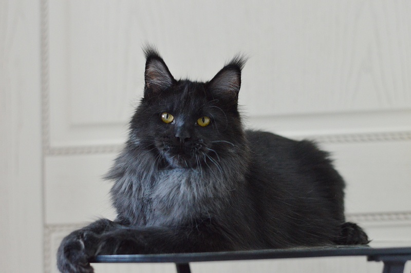 Vulcan Akbars (polydactyl) 56/66 - Kitten maine-coon 5 months 4 weeks