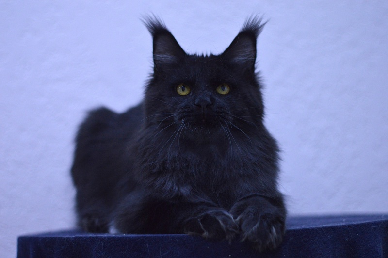 Vulcan Akbars (polydactyl) 56/66 - Junior maine-coon 7 months 1.5 week