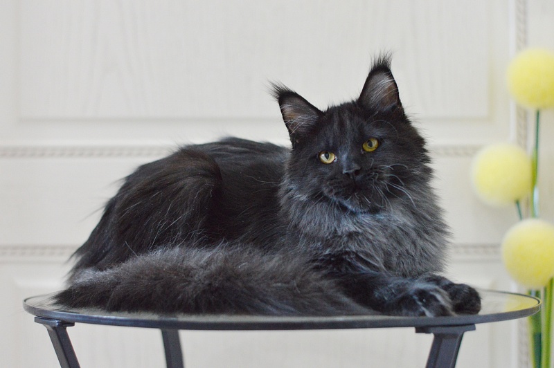 Vulcan Akbars (polydactyl) 56/66 - Kitten maine-coon 5 months 4 weeks