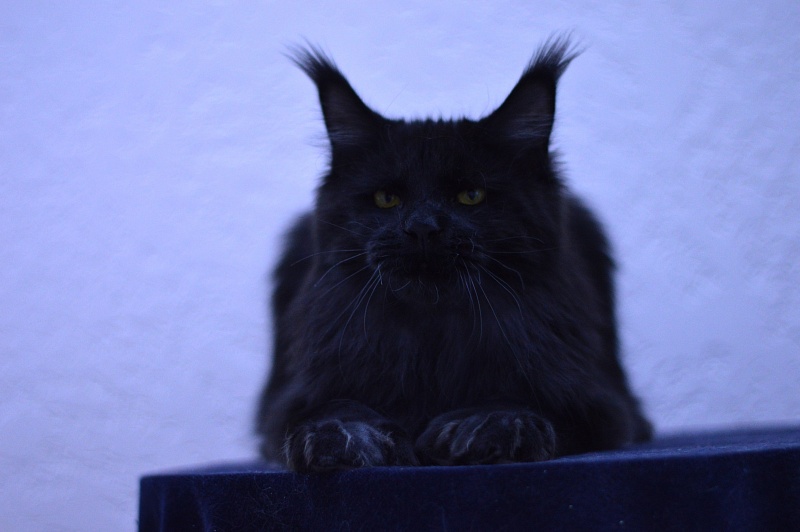 Vulcan Akbars (polydactyl) 56/66 - Junior maine-coon 7 months 1.5 week