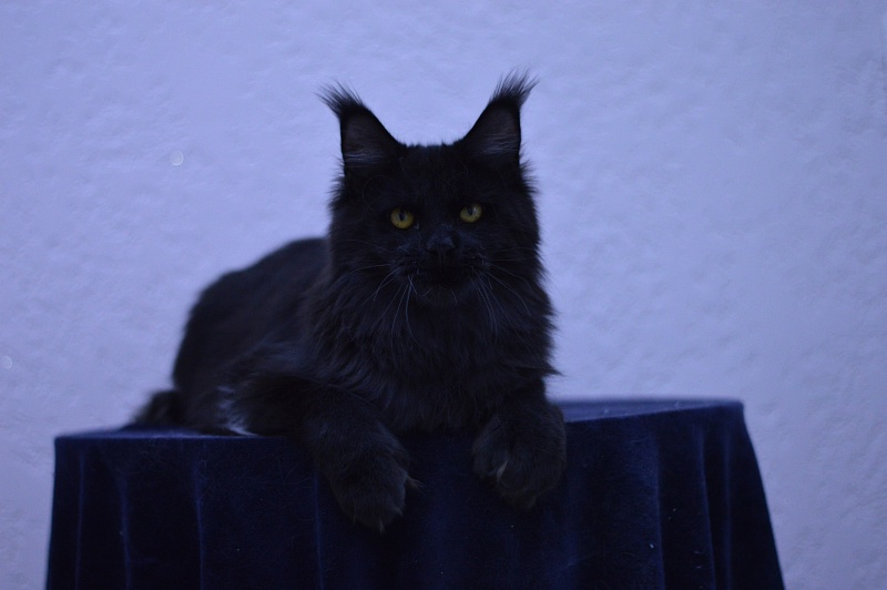 Vulcan Akbars (polydactyl) 56/66 - Junior maine-coon 7 months 1.5 week