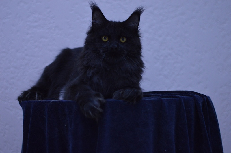 Vulcan Akbars (polydactyl) 56/66 - Junior maine-coon 7 months 1.5 week