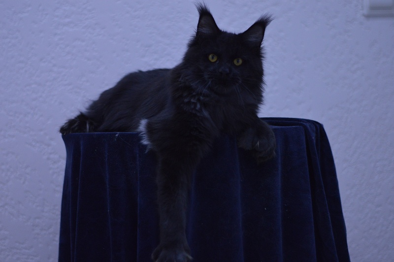 Vulcan Akbars (polydactyl) 56/66 - Junior maine-coon 7 months 1.5 week