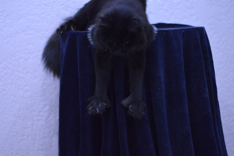 Vulcan Akbars (polydactyl) 56/66 - Junior maine-coon 7 months 1.5 week