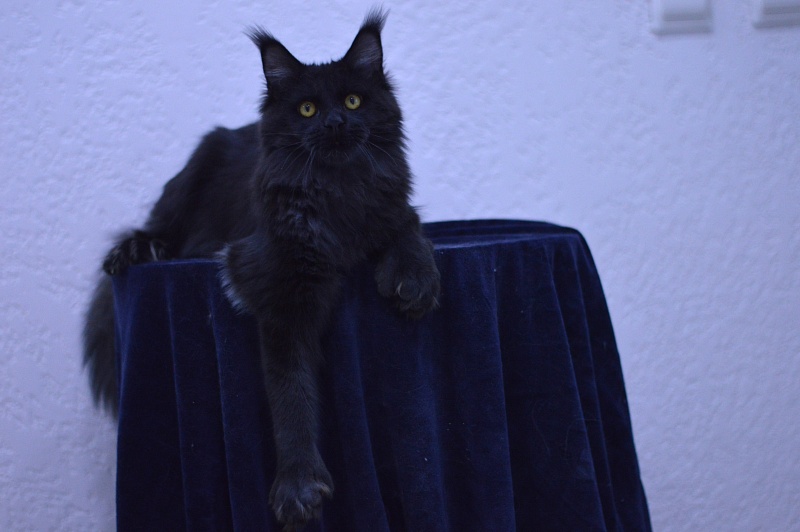 Vulcan Akbars (polydactyl) 56/66 - Junior maine-coon 7 months 1.5 week