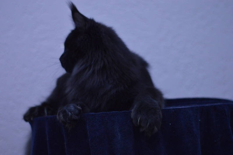 Vulcan Akbars (polydactyl) 56/66 - Junior maine-coon 7 months 1.5 week