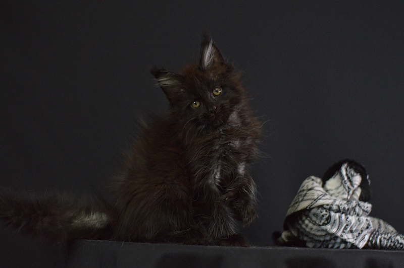 Vulcan Akbars (polydactyl) 56/66 - Kitten maine-coon 2 months 1.5 week