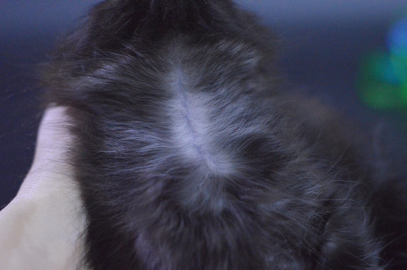 Vulcan Akbars (polydactyl) 56/66 - Kitten maine-coon 1 month 4 weeks