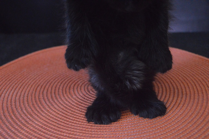 Vulcan Akbars (polydactyl) 56/66 - Kitten maine-coon 3.5 weeks