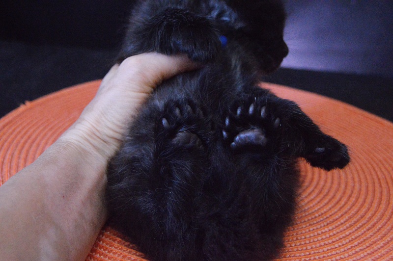 Vulcan Akbars (polydactyl) 56/66 - Kitten maine-coon 3.5 weeks