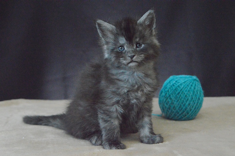 Vektor Akbars - Kitten maine-coon 3.5 weeks