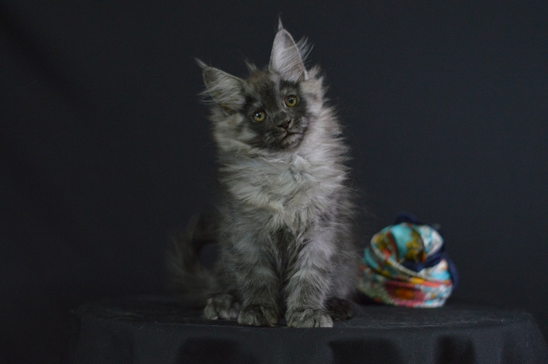 Vektor Akbars - Kitten maine-coon 2 months 1.5 week