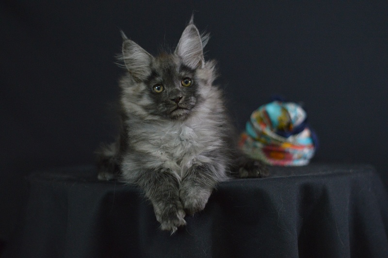 Vektor Akbars - Kitten maine-coon 2 months 1.5 week