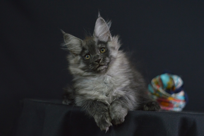 Vektor Akbars - Kitten maine-coon 2 months 1.5 week