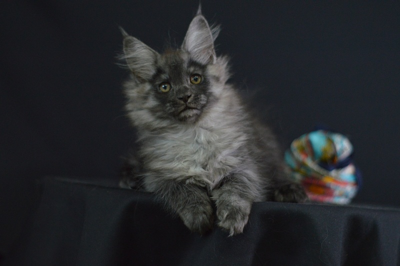 Vektor Akbars - Kitten maine-coon 2 months 1.5 week