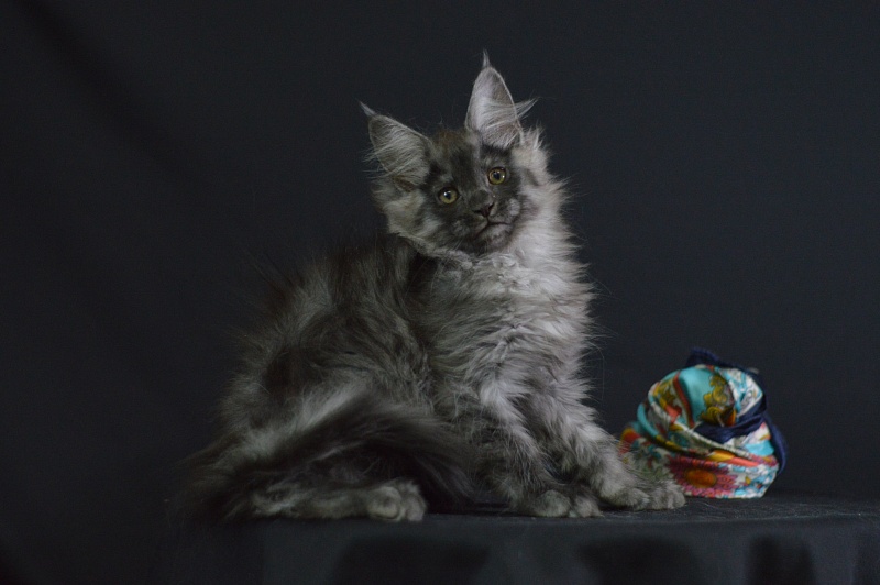 Vektor Akbars - Kitten maine-coon 2 months 1.5 week