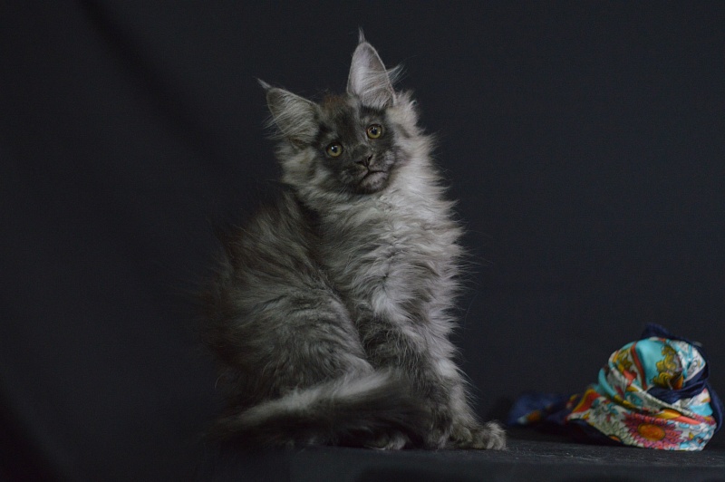 Vektor Akbars - Kitten maine-coon 2 months 1.5 week