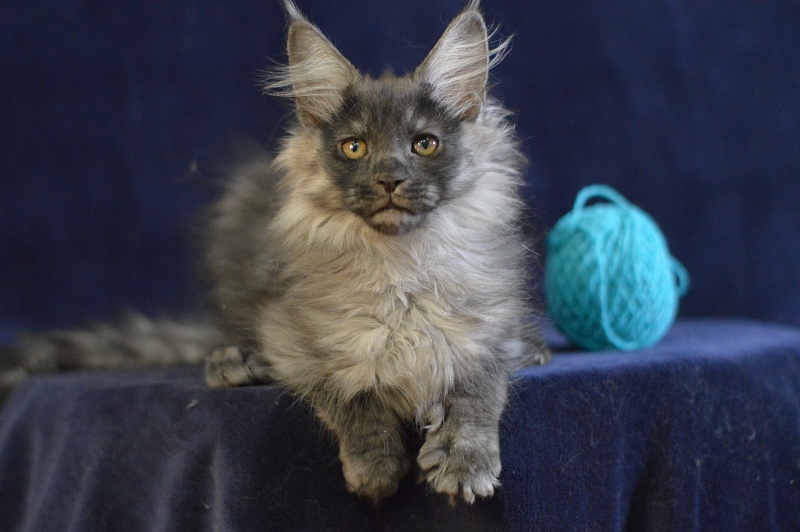 Vektor Akbars - Kitten maine-coon 2 months 2.5 weeks