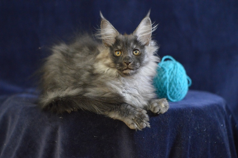 Vektor Akbars - Kitten maine-coon 2 months 2.5 weeks