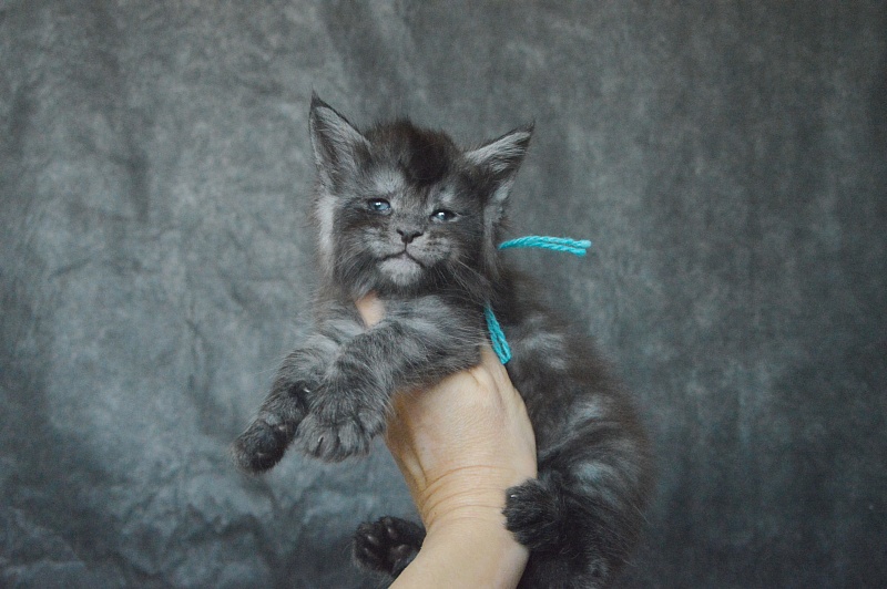 Vektor Akbars - Kitten maine-coon 3.5 weeks