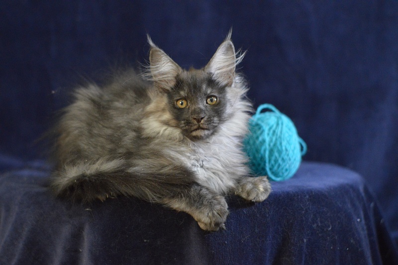 Vektor Akbars - Kitten maine-coon 2 months 2.5 weeks