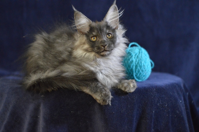 Vektor Akbars - Kitten maine-coon 2 months 2.5 weeks