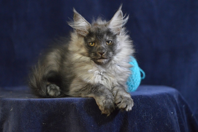 Vektor Akbars - Kitten maine-coon 2 months 2.5 weeks