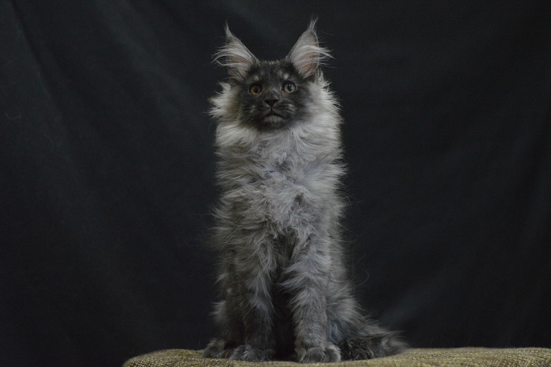 Vektor Akbars - Kitten maine-coon 2 months 4 weeks