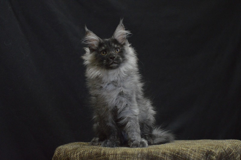 Vektor Akbars - Kitten maine-coon 2 months 4 weeks