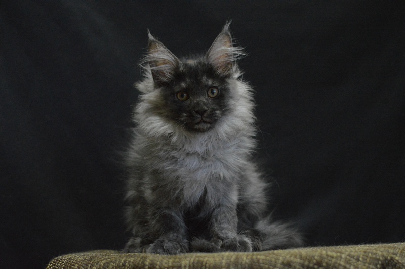 Vektor Akbars - Kitten maine-coon 2 months 4 weeks