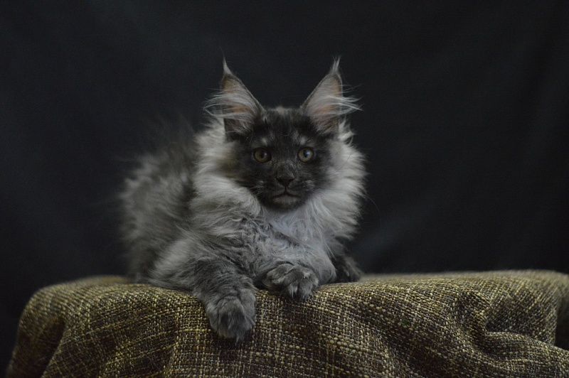 Vektor Akbars - Kitten maine-coon 2 months 4 weeks