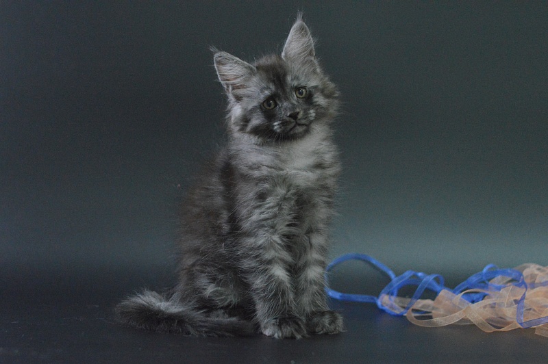 Vektor Akbars - Kitten maine-coon 1 month 4 weeks