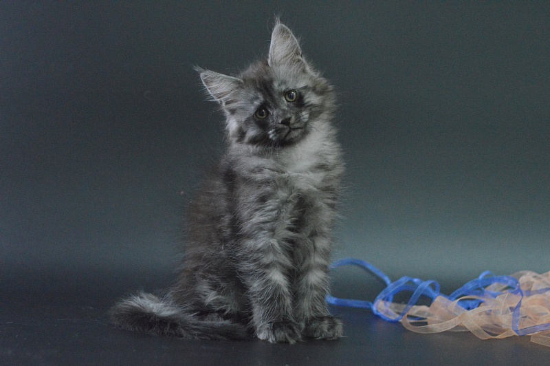 Vektor Akbars - Kitten maine-coon 1 month 4 weeks