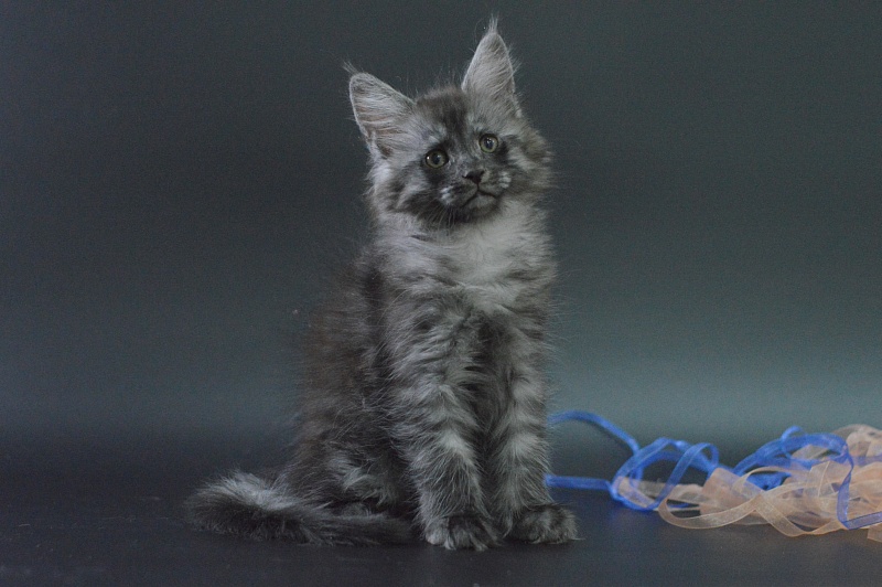 Vektor Akbars - Kitten maine-coon 1 month 4 weeks