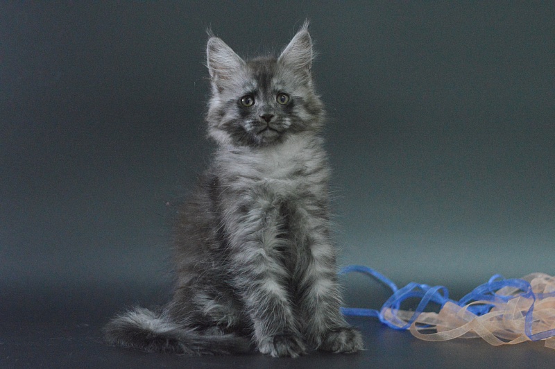 Vektor Akbars - Kitten maine-coon 1 month 4 weeks