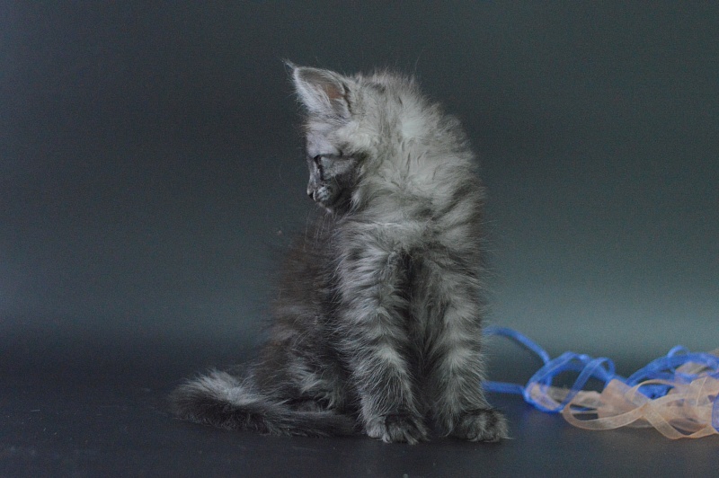 Vektor Akbars - Kitten maine-coon 1 month 4 weeks