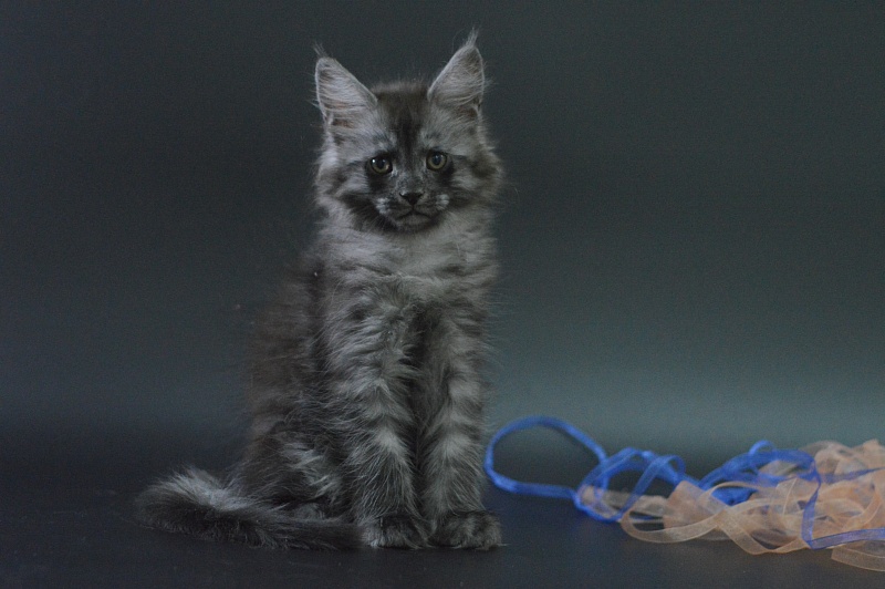 Vektor Akbars - Kitten maine-coon 1 month 4 weeks