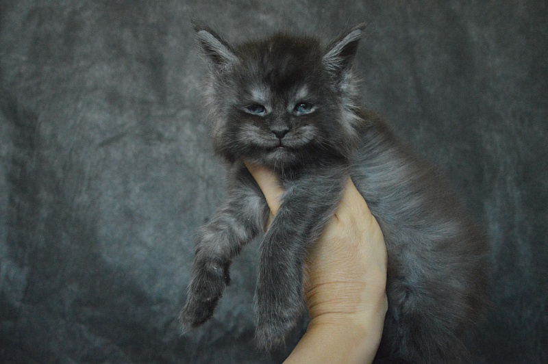 Vito Akbars - Kitten maine-coon 3.5 weeks