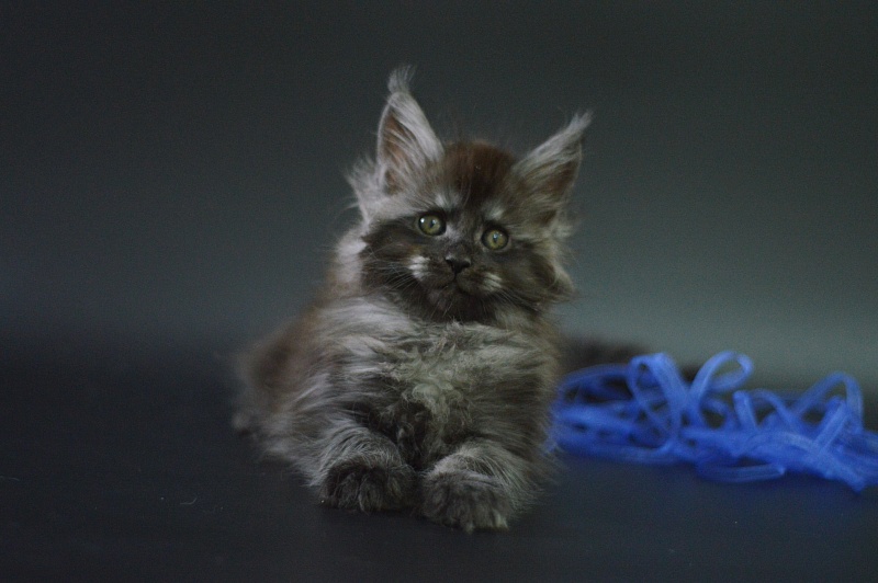Vito Akbars - Kitten maine-coon 1 month 4 weeks