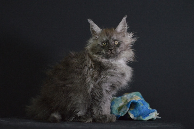 Vito Akbars - Kitten maine-coon 2 months 1.5 week