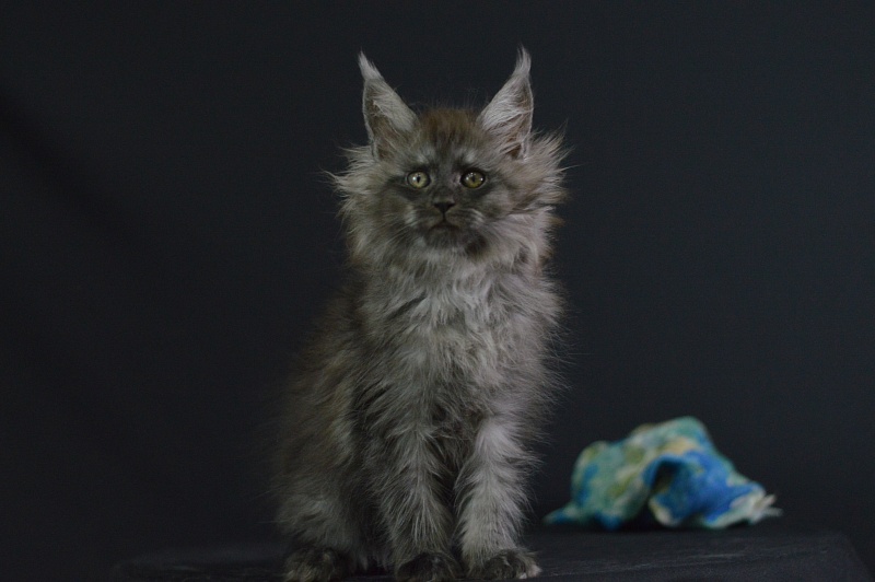 Vito Akbars - Kitten maine-coon 2 months 1.5 week